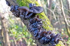 Black Witches' Butter [Exidia glandulosa]