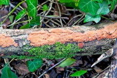 Rosy Crust [Peniophora incarnata ?]