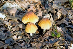 Glistening Inkcap [Coprinellus micaceus ?]