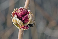 Hazelnut Gall Mite [Phytoptus avellanae]