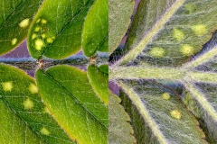 Rowan Leaf Blister Mite [Eriophyes sorbi]