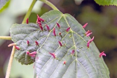 Lime Nail Gall Mite [Eriophyes tiliae]