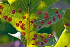 Common Spangle Gall Wasp [Neuroterus quercusbaccarum]