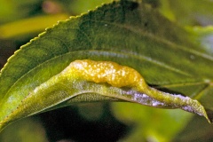 Jumping Plant Louse [Trichochermes walkeri]