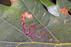 Shoulder-spot Dot [Stigmella basiguttella?]