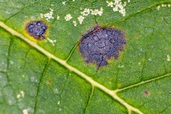 Tar Spot [Rhytisma acerinum]