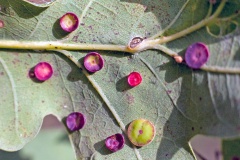 Smooth Spangle Gall Wasp [Neuroterus albipes f. agamic]