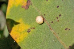 Oyster Gall Wasp [Neuroterus anthracinus  f. agamic]