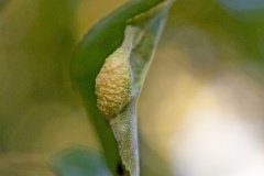 Jumping Plant Louse [Trichochermes walkeri]