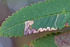 Rowan Dot moth [Stigmella nylandriella]