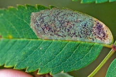 Hawthorn Leaf-miner moth [Phyllonorycter corylifoliella]