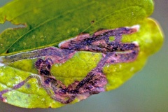 Dogwood Leaf Miner [Phytomyza agromyzina]