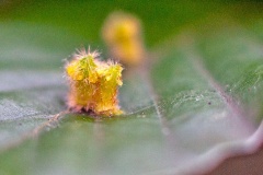 Hairy Beech Gall Midge [Hartigiola annulipes]