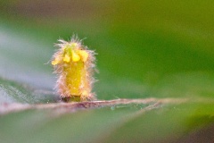 Hairy Beech Gall Midge [Hartigiola annulipes]