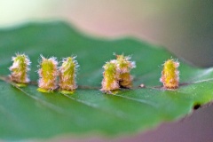 Hairy Beech Gall Midge [Hartigiola annulipes]