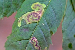 leaf-miner fly [Aulagromyza heringii]
