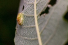 Sallow Bean-gall Sawfly [Euura bridgmanii]