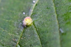 Lime Gall Mite [Eriophyes exilis]