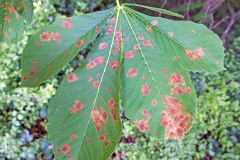 Horse-chestnut Leaf Miner [Cameraria ohridella]
