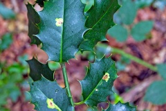 Holly Leaf Miner [Phytomyza ilicis]
