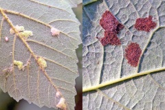 Sycamore Felt Gall Mite [Aceria pseudoplatani]