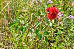 Bedeguar Gall Wasp [Diplolepis rosae]