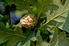 Artichoke Gall Wasp [Andricus foecundatrix]