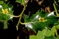 Holly Leaf Miner [Phytomyza ilicis]