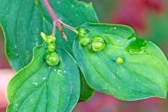 Dogwood Rivet Midge [Craneiobia corni]