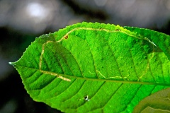Apple Leaf Miner [Lyonetia clerkella?]
