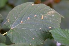 2 different galls on lime [Tilia sp.]