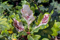 Oak Cloud [Acrocercops brongniardella]