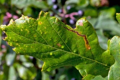 moth larva leaf mine [Stigmella sp.]