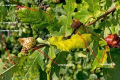 multiple moth larva induced galls and a leaf mine on English Oak