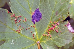Tar Spot [Rhytisma acerinum] and Sycamore Gall Mite [Aceria cephalonea]