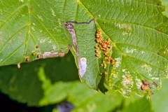Sycamore Gall Mite [Aceria cephalonea] and Stigmella? sp. leaf mine