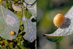 Willow Gall Sawfly [Euura pedunculi]