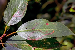 Apple Leaf Miner [Lyonetia clerkella?]