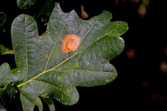 Moth larva leaf mine [Tischeria sp.]