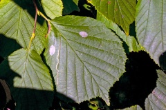 Nut Leaf Blister Moth [Phyllonorycter coryli]