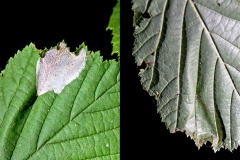 Nut Leaf Blister Moth [Phyllonorycter coryli]