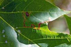 Maple Dot [Stigmella aceris?]