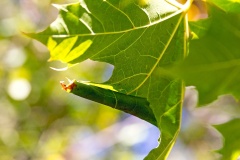 Maple Stilt [Caloptilia semifascia?]