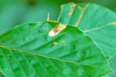 Ilex Leaf-miner [Phyllonorycter messaniella]