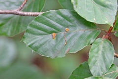 Hairy Beech Gall Midge [Hartigiola annulipes]