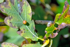 Oyster Gall [Neuroterus anthracinus]