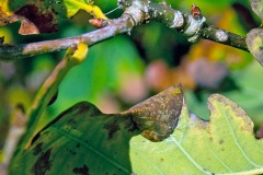Oak Stilt/Shaded Oak Stilt [Caloptilia alchimiella/robustella agg.]