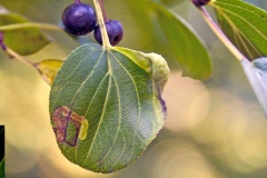 Buckthorn Dot moth [Stigmella catharticella]