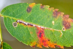 Nepticulid moth [Stigmella? sp.]