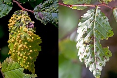 Elm Pimple Gall Mite [Aceria campestricola]